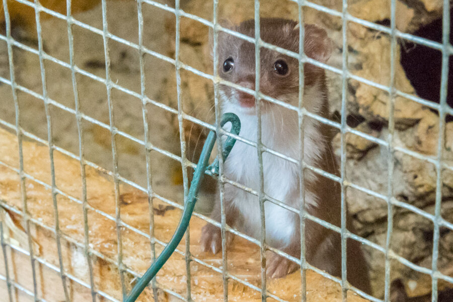 Kleinstes Raubtier der Welt lebt jetzt im Auer Zoo - Das kleinste Raubtier der Welt, das Maus- oder Zwergwiesel, ist nun wieder im Auer "Zoo der Minis" zu Hause.