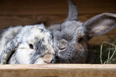 Kleintierausstellung: Schnarrtanner Züchter zeigen Hühner, Tauben und Kaninchen in vielen Rassen - Auch Kaninchen sind am Wochenende in Schnarrtanne zu sehen.