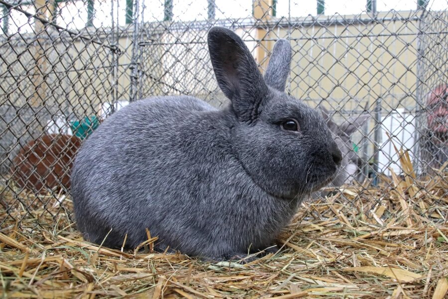 Kleintiermarkt in Brockau findet nur auf Sparflamme statt - Kaninchen und Tauben sind erlaubt, Geflügel und Exoten nicht.