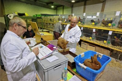 Kleintierzüchter aus Westsachsen denken fast wie Mini-Unternehmer - Torsten Kresse (rechts) und Lutz Wittstock nehmen die Tiere in Augenschein-