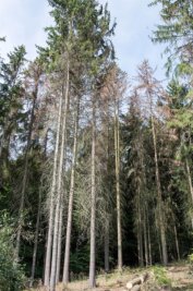 Klimawandel macht vor Region nicht Halt - Im Rochlitzer Bergwald gibt es fast keine Fichten mehr. So wie in dieser Region starben auch in weiten Teilen Mittelsachsen die Bestände ab.
