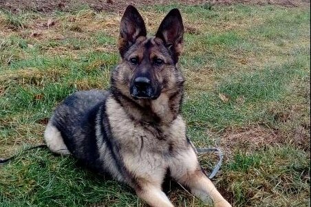 Klingenthal: Polizeihündin überführt Einbrecher - Fährtenhund Daisy