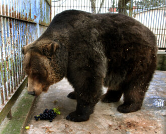 Klingenthal verliert Braunbär Ingo - Der Tierpark Klingenthal trauert um seinen Braunbären Ingo.
