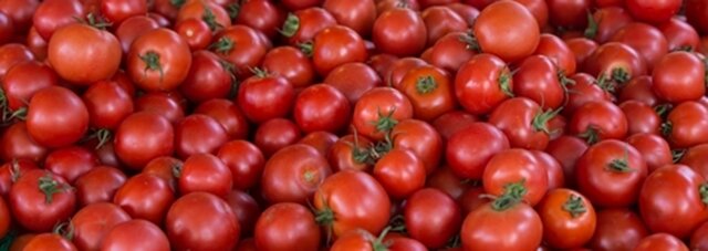 Knallrot und saftig - Fünf Tipps für prächtige Tomaten aus dem Garten - 