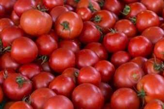 Knallrot und saftig - Fünf Tipps für prächtige Tomaten aus dem Garten