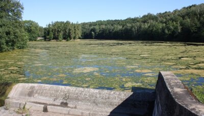 Knöterich und Algen setzen der Kober zu - Der Vorstau am 12. August: Es fließt kaum Wasser in die Hauptsperre, der Algenteppich wächst.