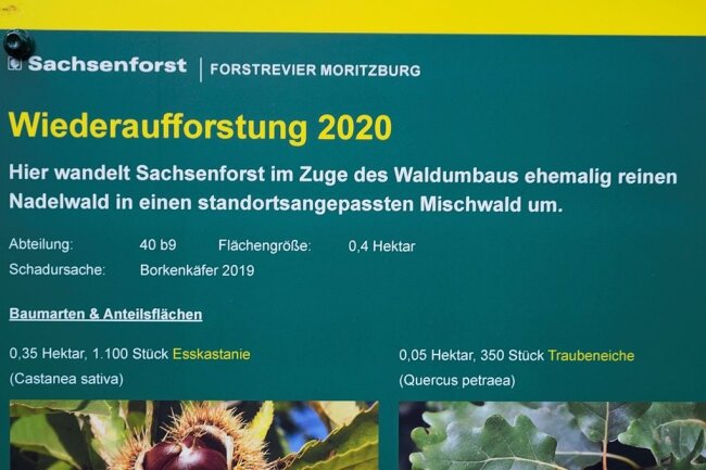 Borkenkäfer haben für Kahlschlag gesorgt, Förster sorgen für Neuanpflanzungen. Am Hellhaus in Moritzburg weist dieses Schild darauf hin.