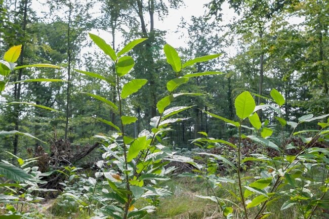 Wald der Zukunft: Diese Bäumchen sind Esskastanien. Seit Jahrhunderten vereinzelt im Elbtal angepflanzt, kommen sie gut mit Dürre zurecht.