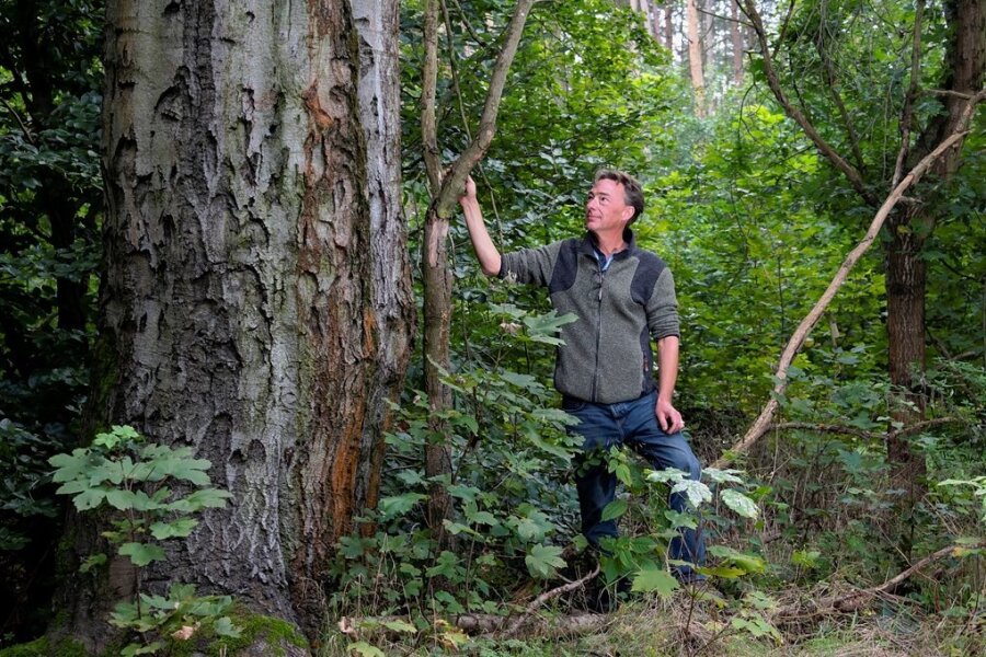 Imposante Rotbuchen, wie diesen rund 160 Jahre alten Baum, hat Daniel von Sachsen in seinen Waldgebieten im Friedewald bei Moritzburg. Sie sind Lebensraum für Vögel, Insekten, Pilze und Moose.l