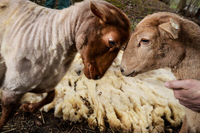 Königshain-Wiederau: Unbekannte klauen fast 200 Schafe von Weide - 