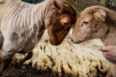Königshain-Wiederau: Unbekannte klauen fast 200 Schafe von Weide - 
