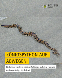 Königspython auf Radweg entdeckt: Schlange muss im Polizeirevier Aue übernachten - 