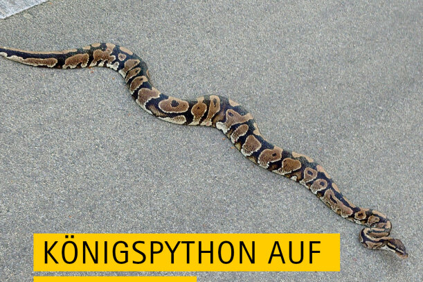 Königspython auf Radweg entdeckt: Schlange muss im Polizeirevier Aue übernachten - 