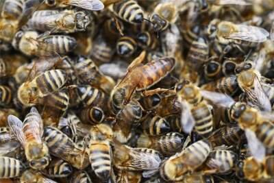 Königswalde: Besucher erfahren vieles über Bienen - Beim Dorffest kann man auch vieles über Bienen erfahren.
