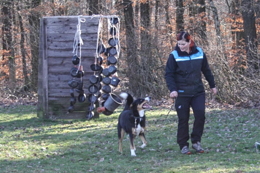 Königswalde/Werdau: Hundesportler bereiten 40-Jähriges vor - Saskia Leupold, Mitglied im Königswalder Hundesportverein, mit ihrem Hütehundmix Kjeld beim Absolvieren von Übungseinheiten.