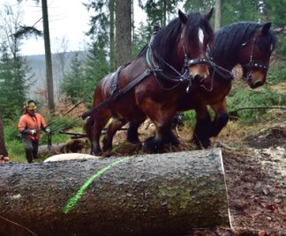 Kollege Pferd -  Sepp und Max im Dienst. Die beiden kräftigen Kaltblüter ziehen bis zu zwei Tonnen schwere Baumstämme aus dem Wald. 