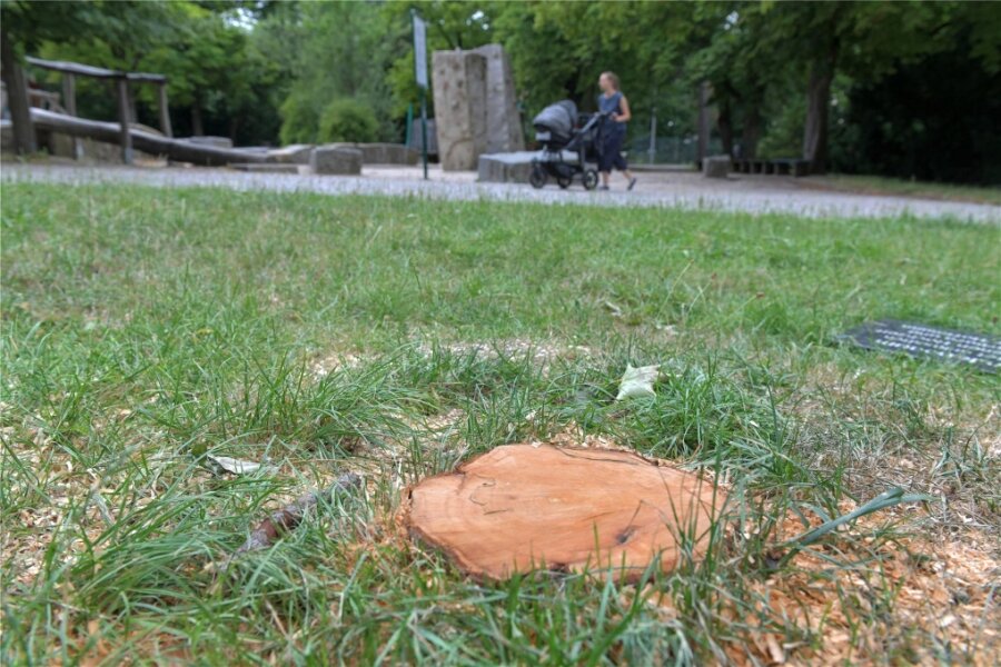 Kommentar zu Vandalismus im Albertpark Freiberg: Randalen Einhalt gebieten - Nur ein Stumpf blieb vom Ahornbaum übrig, den Eheleute aus Freiberg im Albertpark gepflanzt hatten.