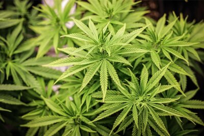 Kommentar zum Streit um das Cannabis-Gesetz in Sachsen: L’Etat, c’est moi - Cannabispflanzen in einem Aufzuchtzelt. Bis zu drei Pflanzen soll künftig jeder legal ziehen düprfen.