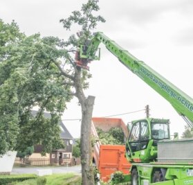 Kompromiss zu Baumfällung gefunden - Der Ahornbaum wird gefällt, um den Transport der Windkraftanlagen zu ermöglichen. 