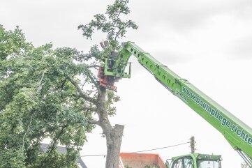 Kompromiss zu Baumfällung gefunden - Der Ahornbaum wird gefällt, um den Transport der Windkraftanlagen zu ermöglichen. 