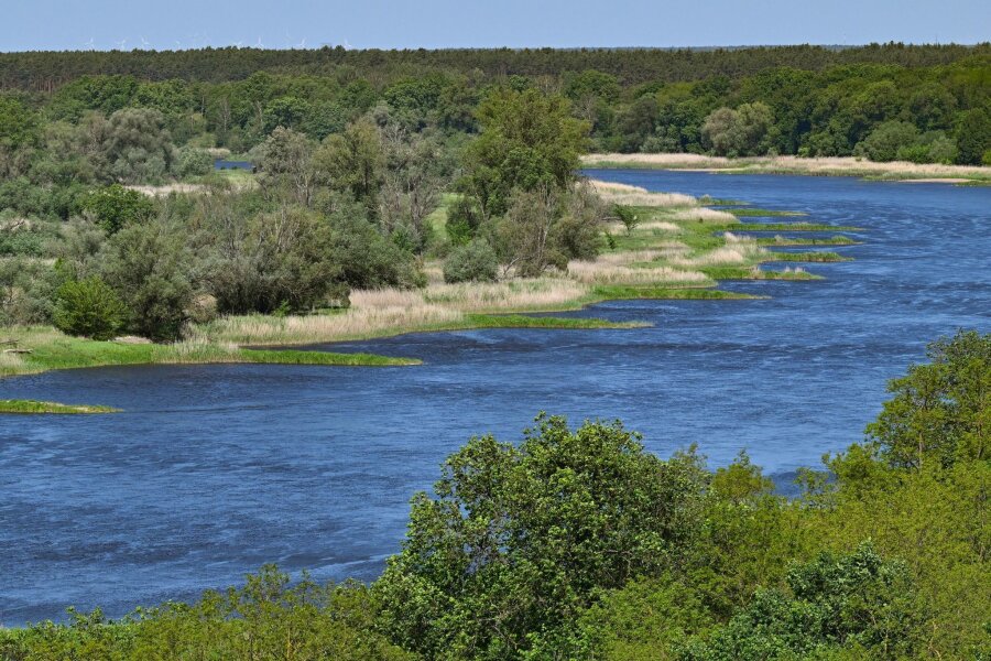 Konzentration der giftigen Goldalge in Oder hoch - Zwei Jahre nach dem Fischsterben in der Oder haben polnische Behörden erneut giftige Goldalgen im Fluss entdeckt.