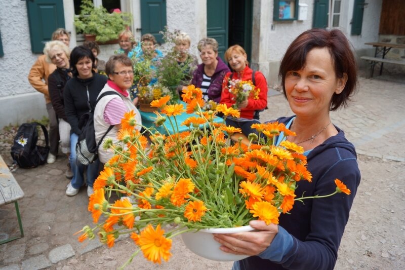 Kräuterwanderung in Hirschfeld - Ringelblume heilt Wunden - Jana Schreiter zeigte am Sonnabend den Teilnehmerinnen an der Kräuterwanderung, wie man mit einfachen Mitteln aus Ringelblumen eine Salbe bereitet.