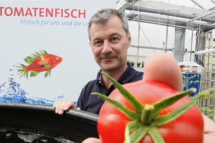 Kreislauf für die Welternährung: Fische, Tomaten und Larven - Der Biologe Werner Kloas vor einigen Jahren in einem Forschungsgewächshaus im Leibniz-Institut für Gewässerökologie in Berlin mit einer hier gewachsenen Tomate. Kloas ist einer der Tomatenfisch-Erfinder. Er glaubt, dass die Idee auch Menschen in ärmeren Ländern dabei helfen kann, genug Nahrung herzustellen. Dabei sollen auch Maden als Fischfutter helfen. 