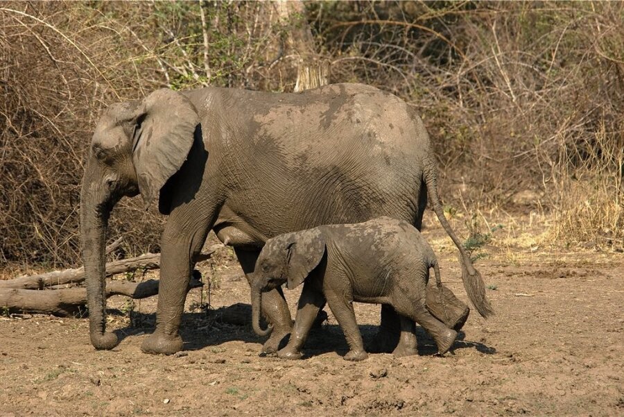 Krieg manipuliert Elefantengene - Steppenelefantenkuh mit Kalb: Zahnlos hat sich durchgesetzt. 
