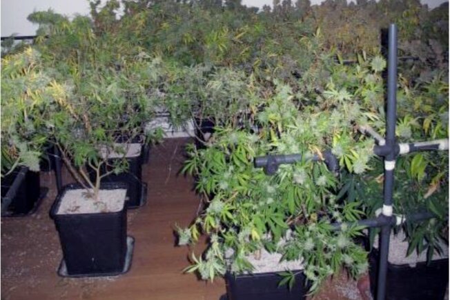 Kriminalpolizei stellt Cannabis-Plantage in Wohnung sicher - Im Stadtteil Hilbersdorf stießen Polizisten auf eine Indoor-Plantage mit mehr als 30 Cannabispflanzen.