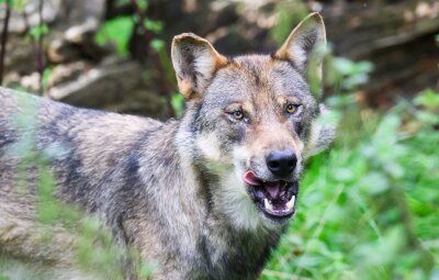 Kritik an CDU wegen Forderungen nach Abschuss von Wölfen - Ein Wolf.