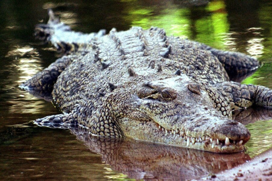 Krokodil tötet wohl Kind in Australien - verzweifelte Suche - Salwasserkrokodile gelten als extrem aggressiv und gefährlich.