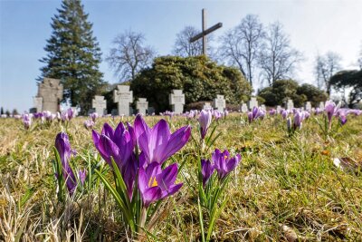 Krokusblüte auf dem Glauchauer Ehrenhain - So präsentiert sich derzeit der Ehrenhain auf dem Glauchauer Friedhof.