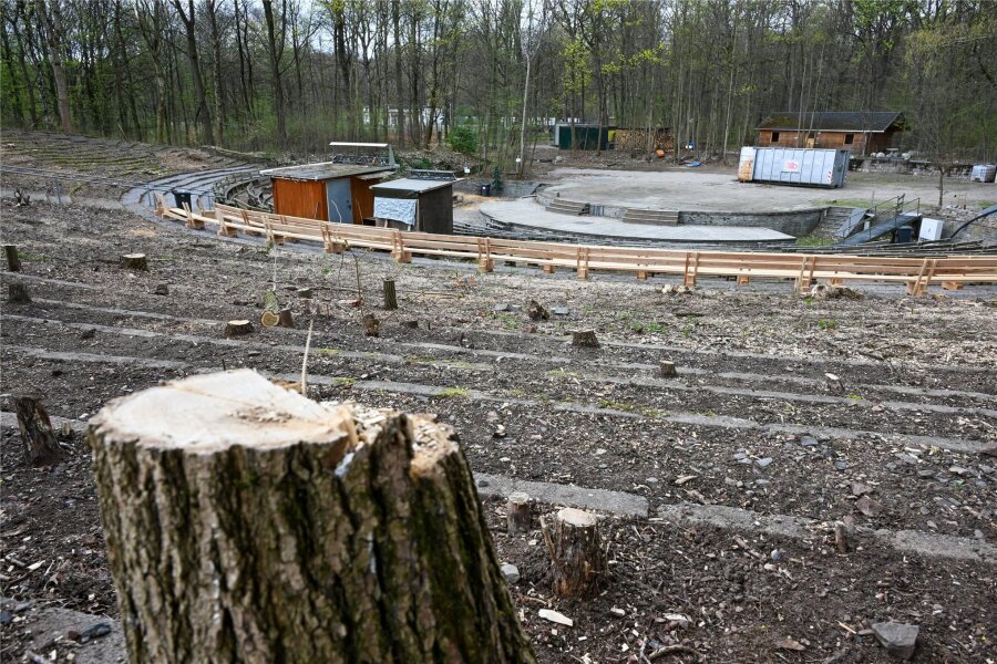 Küchwaldbühne Chemnitz: Ämter verteidigen Fällung von 60 Bäumen - Dort, wo die wildgewachsenen Bäume standen, sollen in den nächsten 14 Tagen Sträucher gepflanzt werden.