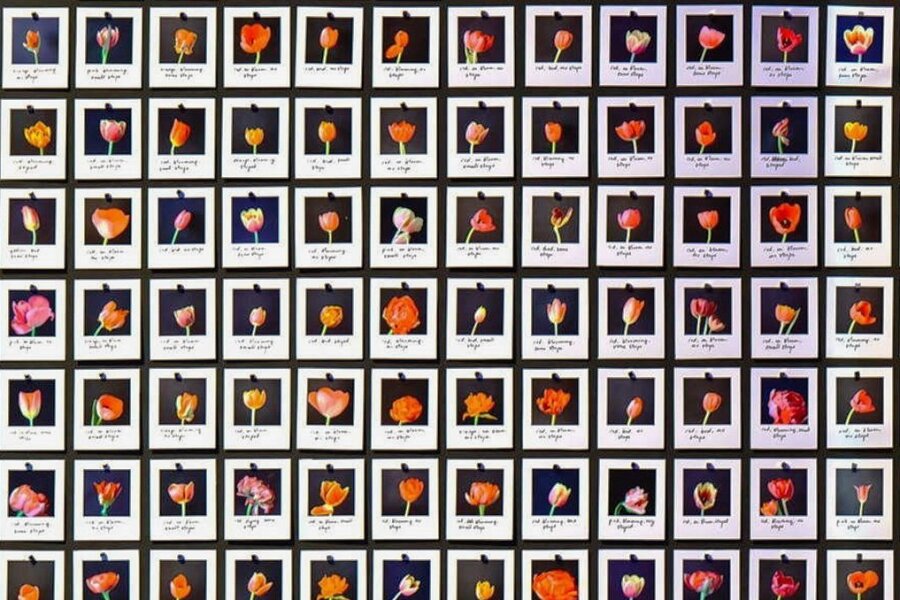Künstliche Intelligenz, verständlich erklärt - "Myriad (Tulips)" heißt dieses Kunstwerk von Anna Ridler in der Ausstellung "Künstliche Intelligenz: Maschinen - Lernen - Menschheitsträume": 1113 Polaroidfotos von Tulpen verdeutlichen dabei einen Datensatz, also eine sinnige Zusammenstellung von Daten nach bestimmten Kategorien. Für Menschen ist diese im vorliegenden Fall simpel - für Maschinen sehr kompliziert. 