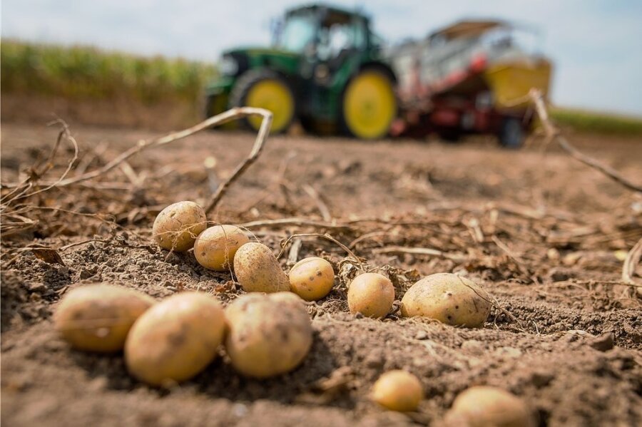 Kür der Kartoffel zur Giftpflanze des Jahres erzürnt Bauern im Vogtland  