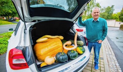 Kürbisexperte erschrocken und dann begeistert - Rainer Drechsler hat schon die ersten Kürbisse für den Bauernmarkt im Kofferraum seines Autos. 