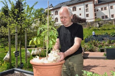 Kulinarisches und Kreatives im Ladenformat - Eberhard Meyerhoff bot in Augustusburg Schafswolle an, die für aufzuziehende Tomatenpflanzen genutzt werden kann. 