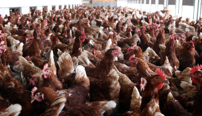 Kurioser Diebstahl in Wilsdruff: Einbrecher nehmen 400 Hühner mit - 