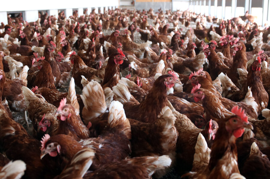 Kurioser Diebstahl in Wilsdruff: Einbrecher nehmen 400 Hühner mit