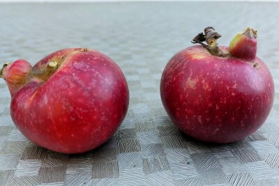 Kurioser Fund im Vogtland: Apfel wächst im Apfel - doch was hat es damit auf sich? - Weischlitzer haben diese ungewöhnlichen Äpfel geerntet. Die Doppelstockäpfel gaben Rätsel auf.