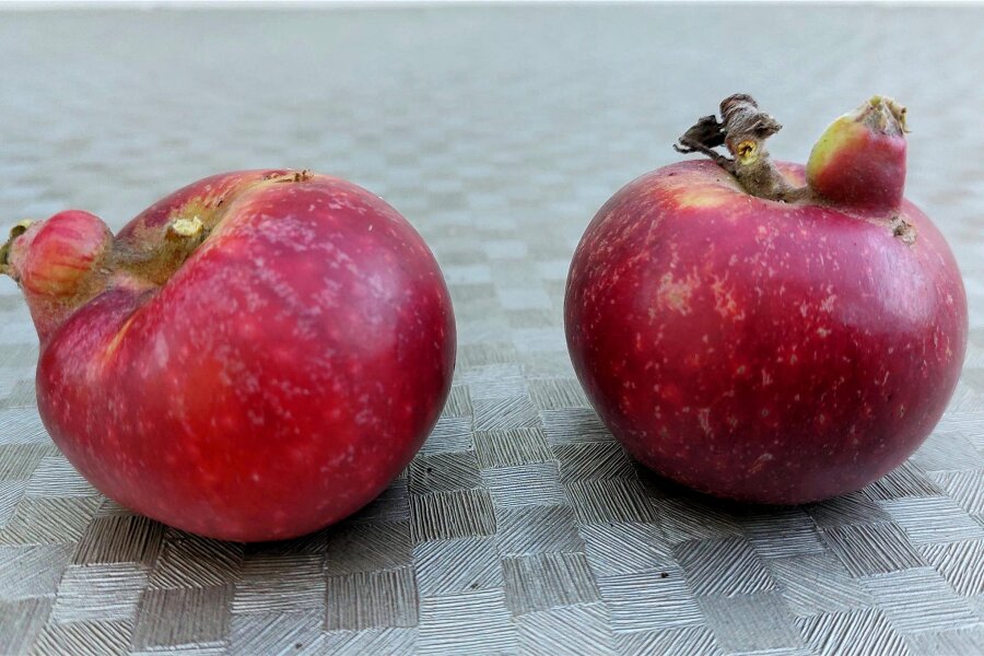 Kurioser Fund im Vogtland: Apfel wächst im Apfel - doch was hat es damit auf sich? - Weischlitzer haben diese ungewöhnlichen Äpfel geerntet. Die Doppelstockäpfel gaben Rätsel auf.