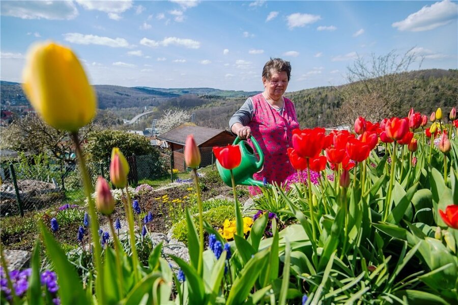 Kurz mal Sommer im Erzgebirge - Endlich keine Eisblumen, sondern schönste Tulpen blühen im Garten von Margarete Vogel (82) aus Aue. "Es benötigt Sonne und Wärme, damit die Pflanzen wachsen. Sollte jedoch noch einmal Nachtfrost kommen, wäre das fatal." gudo