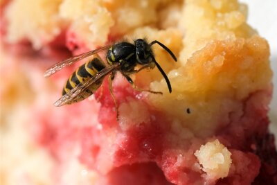 Lästige Wespen: Was Experten in Freiberg zum Umgang mit den Insekten raten - Heiß auf süßen Kuchen: Wespen können ganz schön lästig sein. Doch man sollte nicht nach ihnen schlagen.