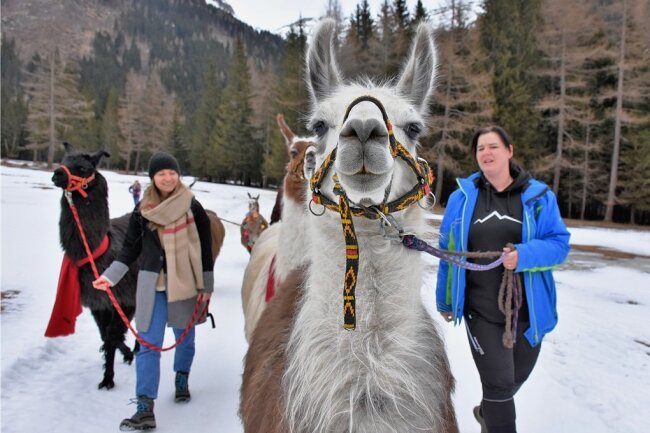 Ein Spaß zu jeder Jahreszeit: Lama-Wanderungen im Tauerntal. Rechts im Bild Führerin Steffi.