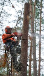 Land steht wegen Baumfällungen in der Kritik - 
