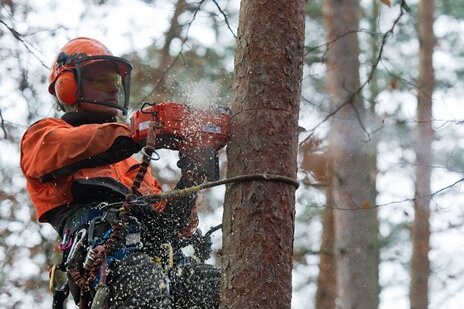 Land steht wegen Baumfällungen in der Kritik - 