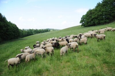 Landschaftspflege mit Kuh und Schaf (4) - Das Gros der Schafe weidet derzeit auf einer Hanglage am Waldrand.