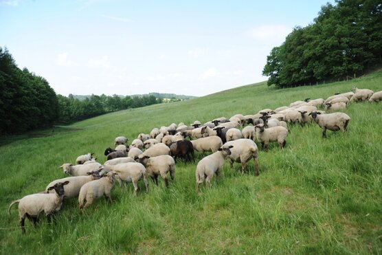 Landschaftspflege mit Kuh und Schaf (4) - Das Gros der Schafe weidet derzeit auf einer Hanglage am Waldrand.