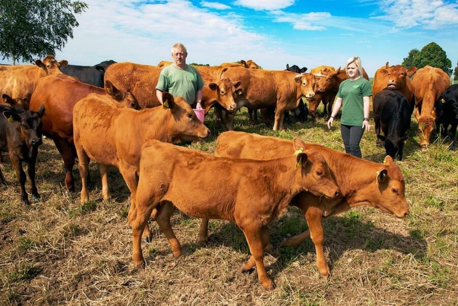 Landwirt 365 Tage im Jahr: Die Hartmanns in Drebach und ihre Viecher - Auf der Weide gleich hinterm Landgut stehen 50 Rinder - Angus und Limousin. Davon sind 20 Kälber aus der eigenen Nachzucht.