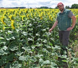 Landwirt beklagt Diebstahl vom Feld - Der Familienbetrieb Stiegler aus Callenberg hat in diesem Jahr zum ersten mal 22 Hektar Sonnenblumen angebaut. Doch auch wenn das schön aussieht: Es ist kein Blumenfeld zum Selberpflücken.
